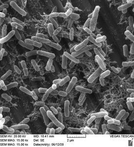 SEM image of Biofilm on metal with 2 micrometer scale bar.