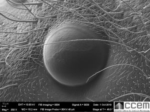 High magnification SEM image of unknown object