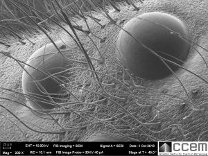 SEM image of unknown object at lower magnification