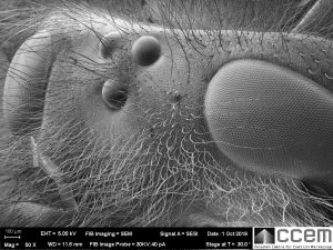 SEM image of a wasp head