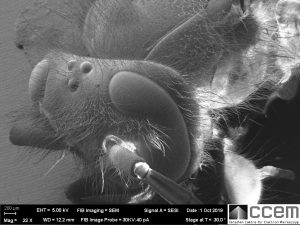 SEM image of wasp head and compound eye