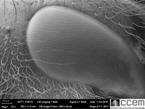 SEM image of wasp eye