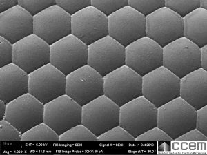 Hexagonal pattern of wasp eye